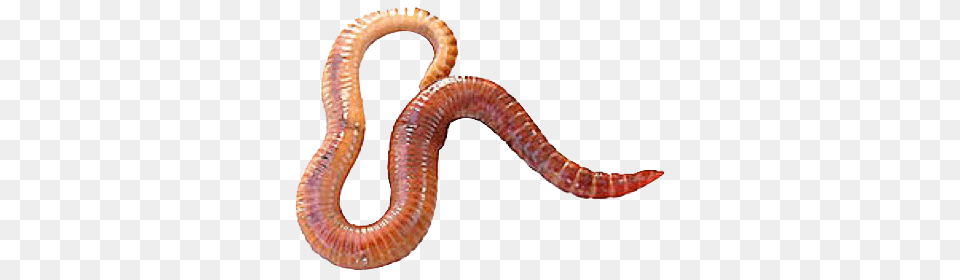 Worms, Animal, Reptile, Snake, Invertebrate Free Transparent Png