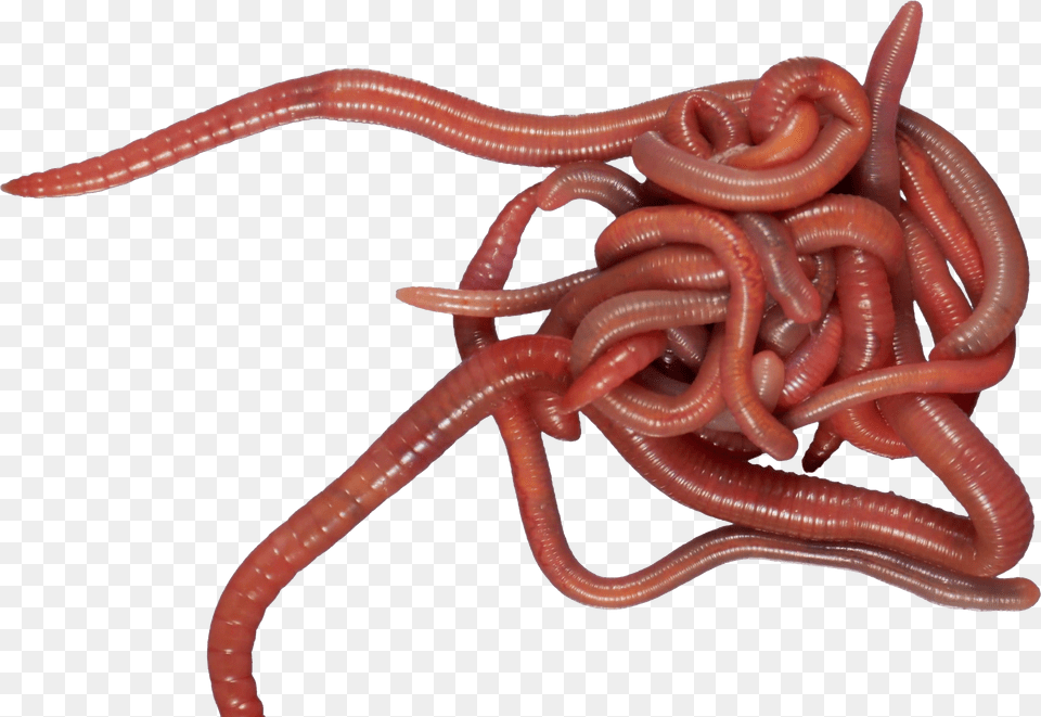 Worms, Animal, Invertebrate, Worm, Food Png Image