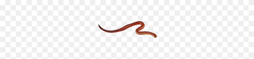Worms, Animal, Invertebrate, Worm, Reptile Free Transparent Png