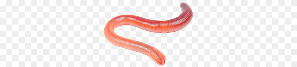 Worms, Animal, Invertebrate, Worm, Food Free Png Download