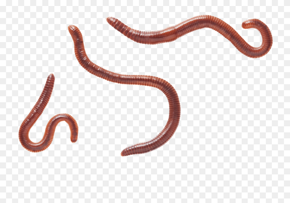 Worms, Animal, Invertebrate, Worm, Insect Png Image