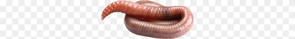 Worms, Animal, Invertebrate, Worm, Food Free Png