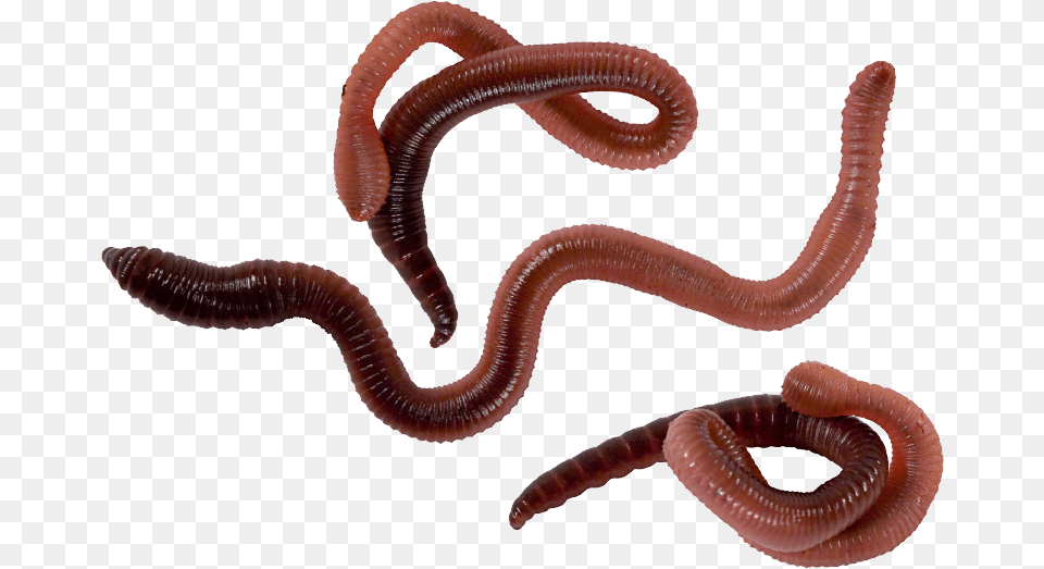 Worms, Animal, Insect, Invertebrate, Worm Png Image