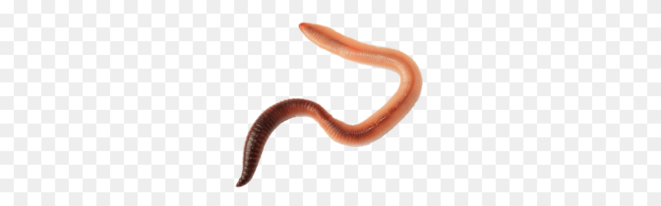 Worms, Animal, Insect, Invertebrate, Worm Free Png Download