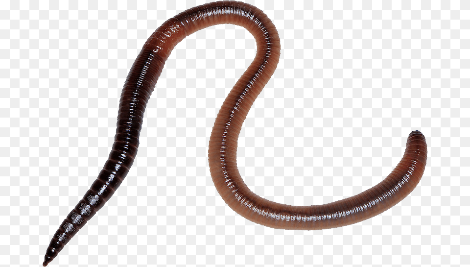 Worms, Animal, Invertebrate, Worm, Insect Free Png Download