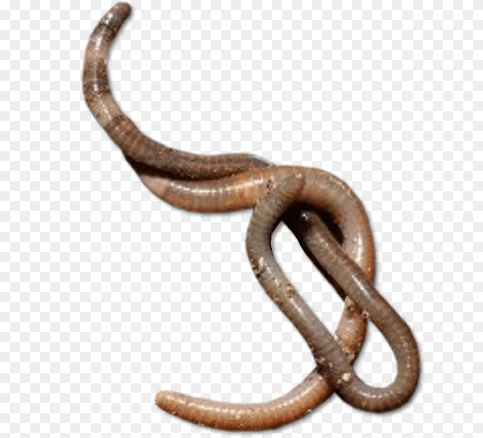 Worms, Animal, Reptile, Snake, Invertebrate Png