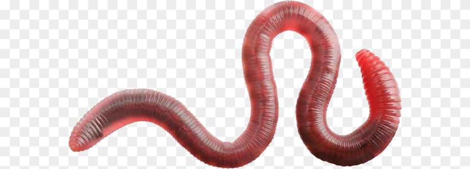 Worms, Animal, Invertebrate, Worm, Smoke Pipe Free Png Download