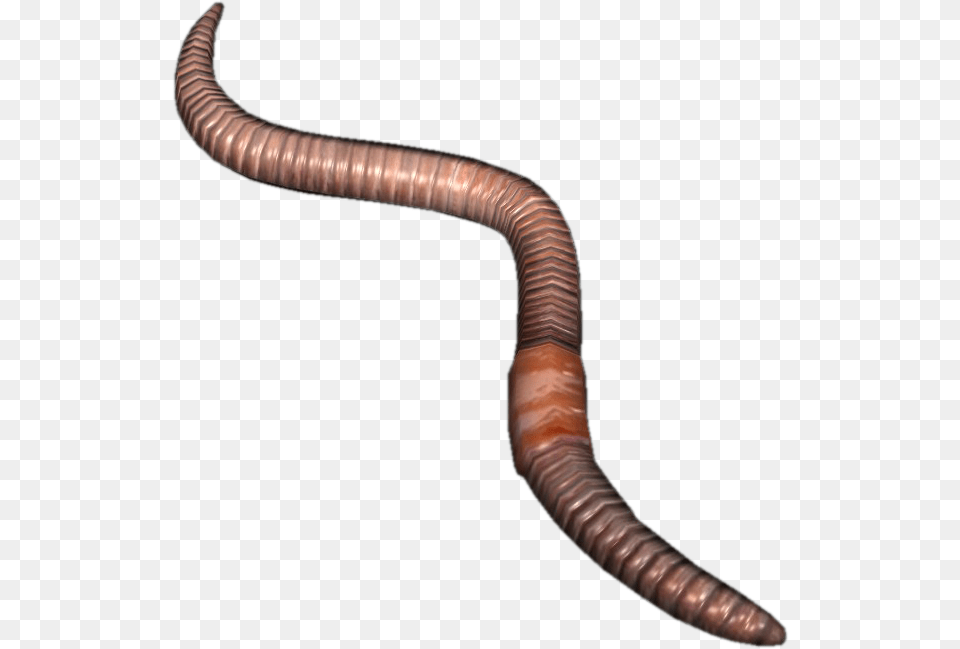 Worms, Animal, Invertebrate, Worm, Blade Free Png Download