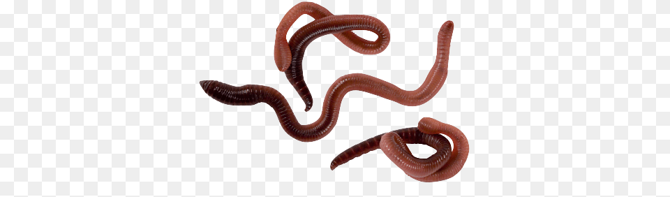 Worms, Animal, Invertebrate, Worm, Reptile Free Transparent Png