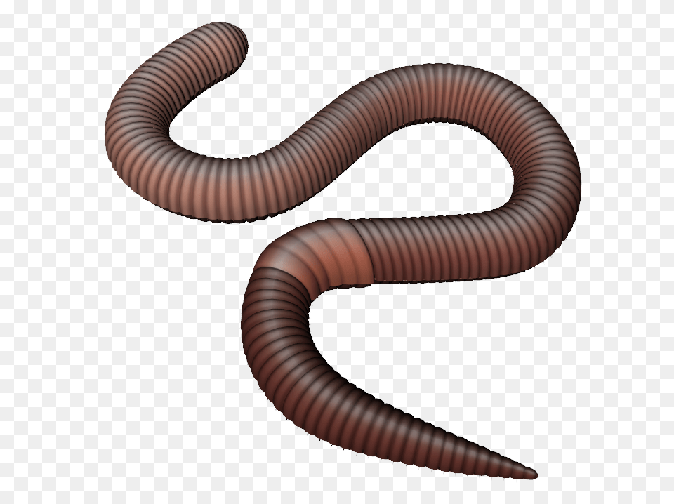 Worms, Animal, Invertebrate, Worm Png Image