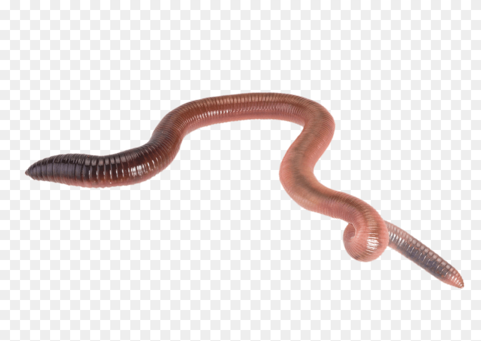 Worms, Animal, Insect, Invertebrate, Worm Free Png