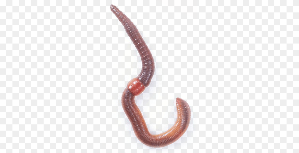 Worms, Animal, Invertebrate, Worm Png