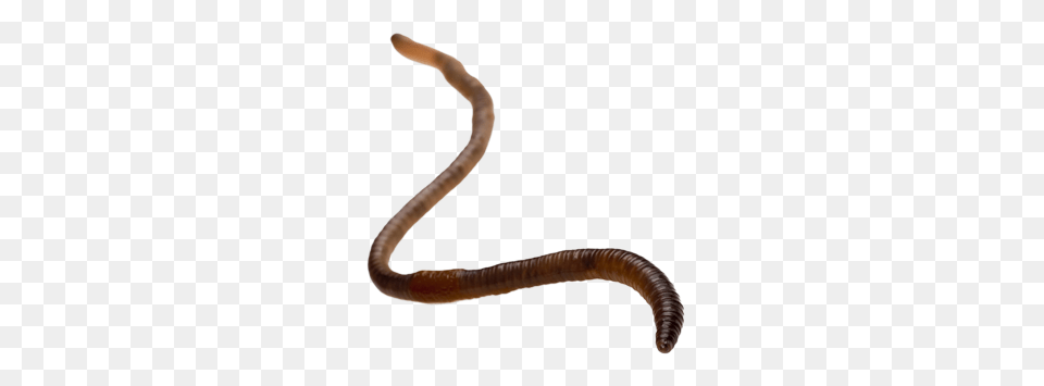 Worms, Animal, Invertebrate, Worm Free Transparent Png