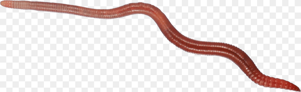 Worms, Animal, Invertebrate, Worm, Smoke Pipe Png