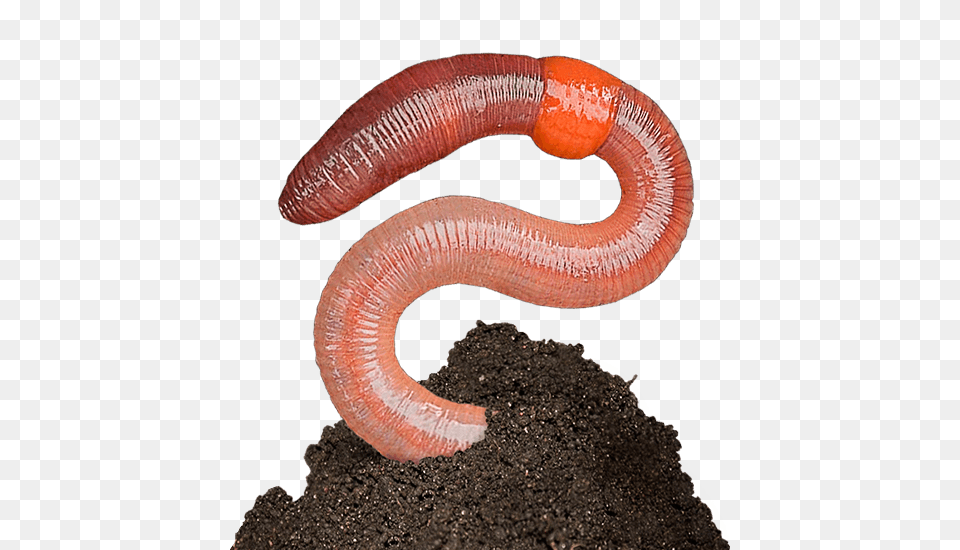 Worms, Soil, Animal, Invertebrate, Worm Free Transparent Png