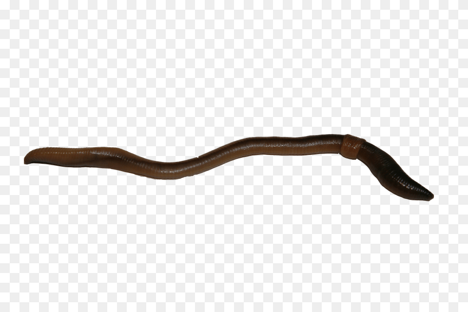 Worms, Animal, Insect, Invertebrate, Worm Png