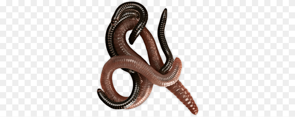 Worms Group, Animal, Insect, Invertebrate, Worm Free Png