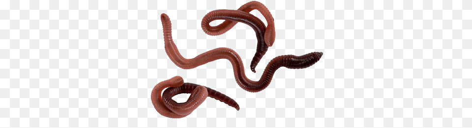 Worms Images, Animal, Invertebrate, Worm, Food Free Png
