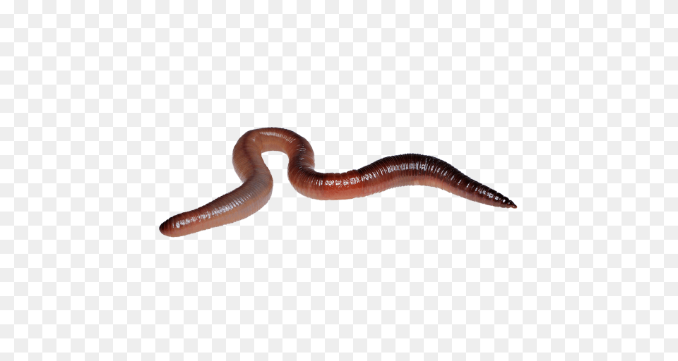 Worms Images Download Worm, Animal, Invertebrate, Insect Png