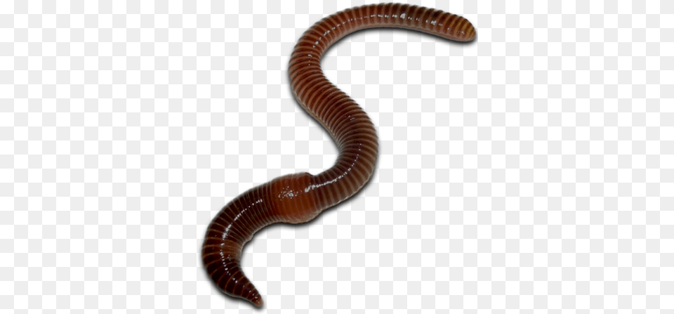 Worms Images Worms, Animal, Invertebrate, Worm, Insect Free Png Download
