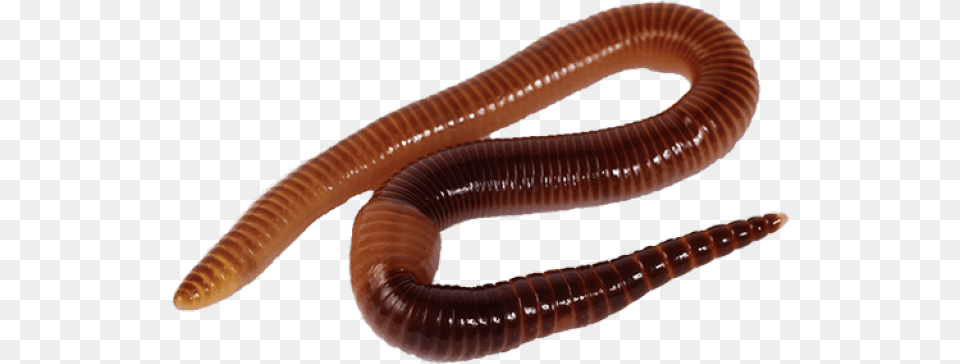 Worms Images Earthworm, Animal, Insect, Invertebrate, Worm Free Png
