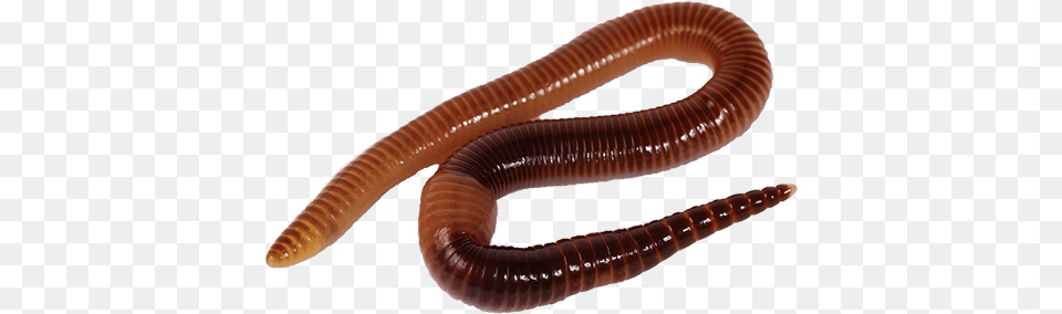 Worms Images Worm Worms, Animal, Insect, Invertebrate Free Png
