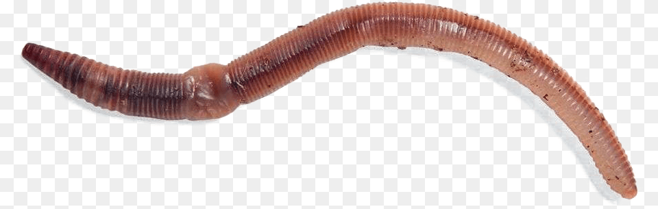 Worms Photos Freshwater Live Fish Bait, Animal, Insect, Invertebrate, Worm Free Png