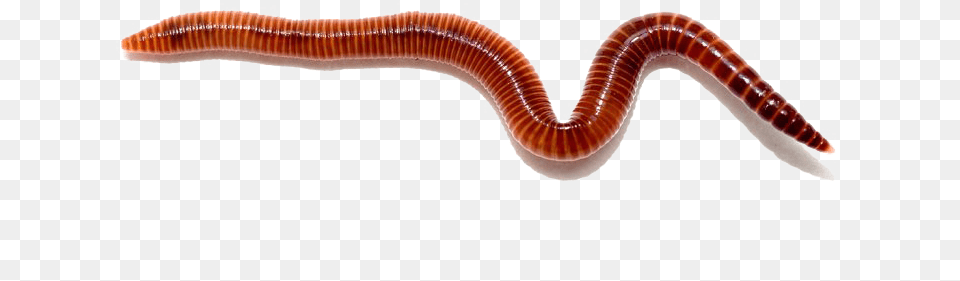 Worms Red Wigglers, Animal, Insect, Invertebrate, Worm Free Png