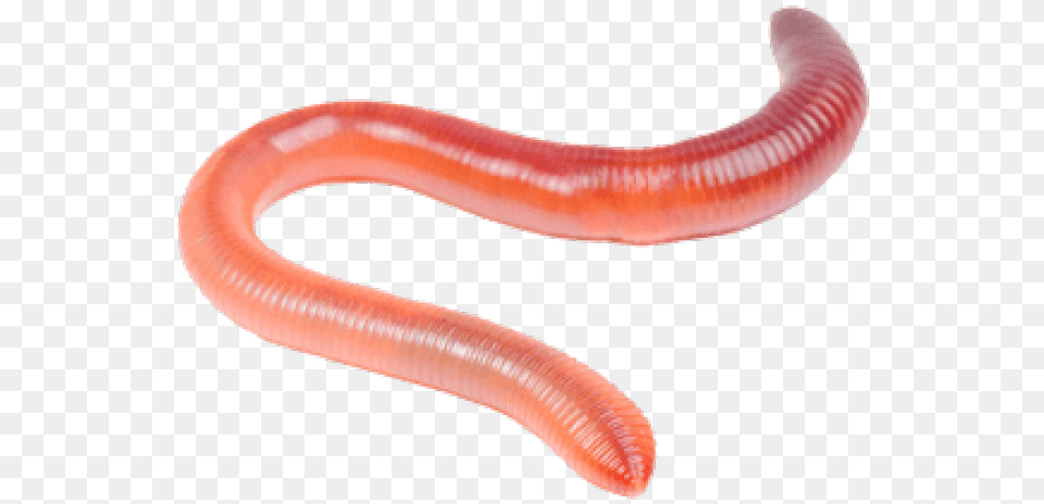 Worms Transparent Images Earthworms, Animal, Invertebrate, Worm, Reptile Png Image