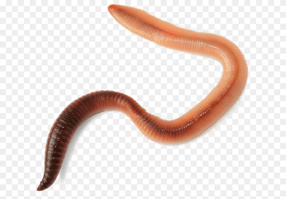 Worms Transparent Live Worm, Animal, Invertebrate, Insect Free Png Download