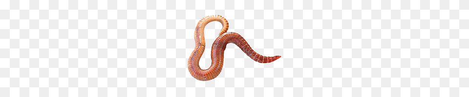 Worms Transparent Worms Images, Animal, Reptile, Snake, Invertebrate Free Png