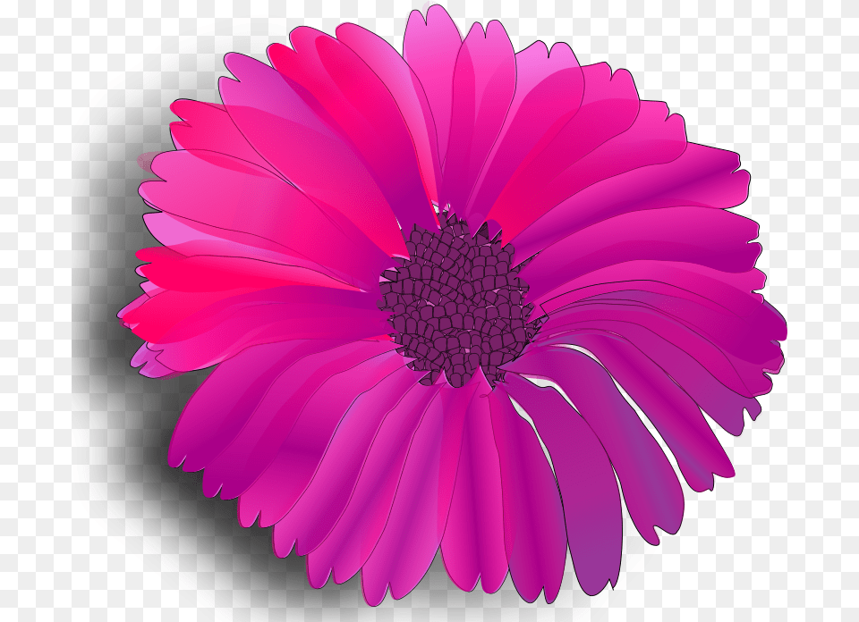 Worms X Flower Pink, Dahlia, Daisy, Petal, Plant Free Png
