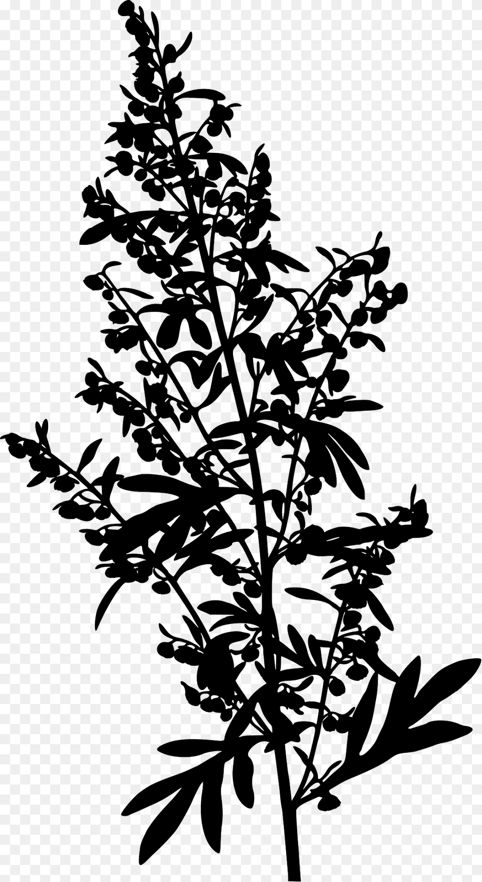 Wormwood Silhouette, Green, Herbal, Herbs, Leaf Png