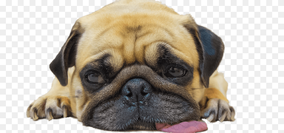 Worn Out Pug, Animal, Canine, Dog, Mammal Free Transparent Png