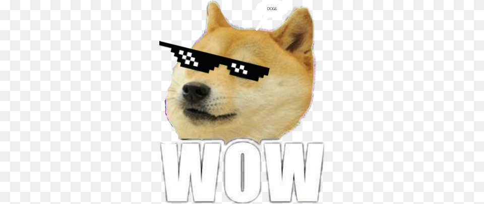 Wow Such Doge Wow Such Doge Wow Such Doge Sticker, Snout, Animal, Mammal, Rat Png