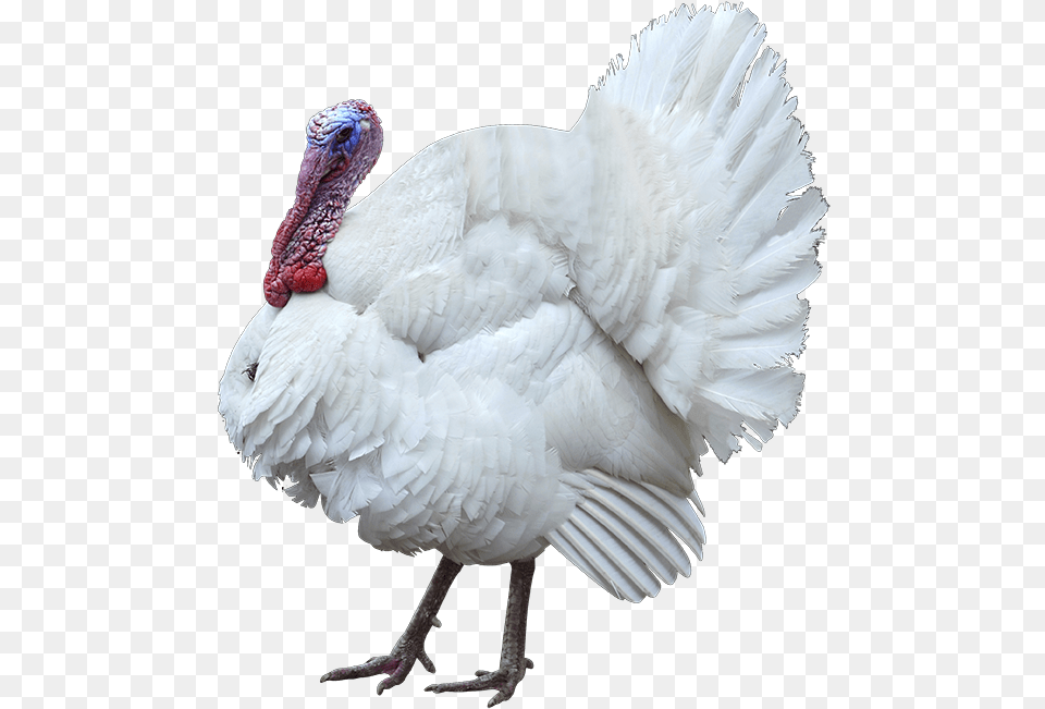 Wow White Turkey, Animal, Bird, Fowl, Poultry Free Png Download