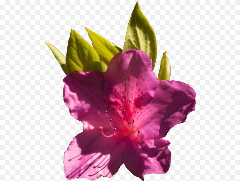 Wral Gardens Alstroemeriaceae, Flower, Geranium, Plant, Petal Free Transparent Png