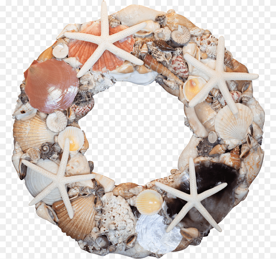 Wreath, Animal, Invertebrate, Sea Life, Seashell Png