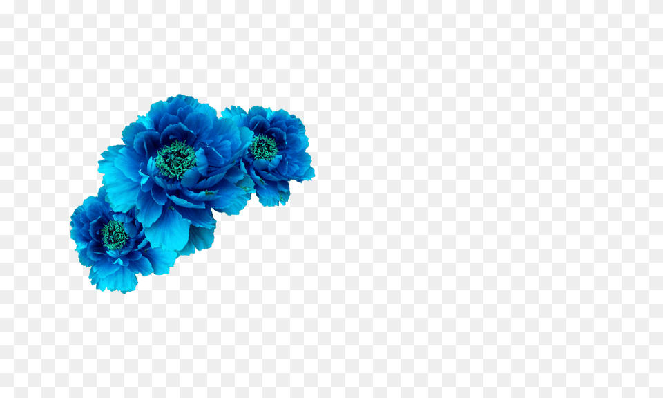 Wreath Aqua Transp Free Blue Flower Blue Flowers Crown, Anemone, Dahlia, Plant, Pattern Png