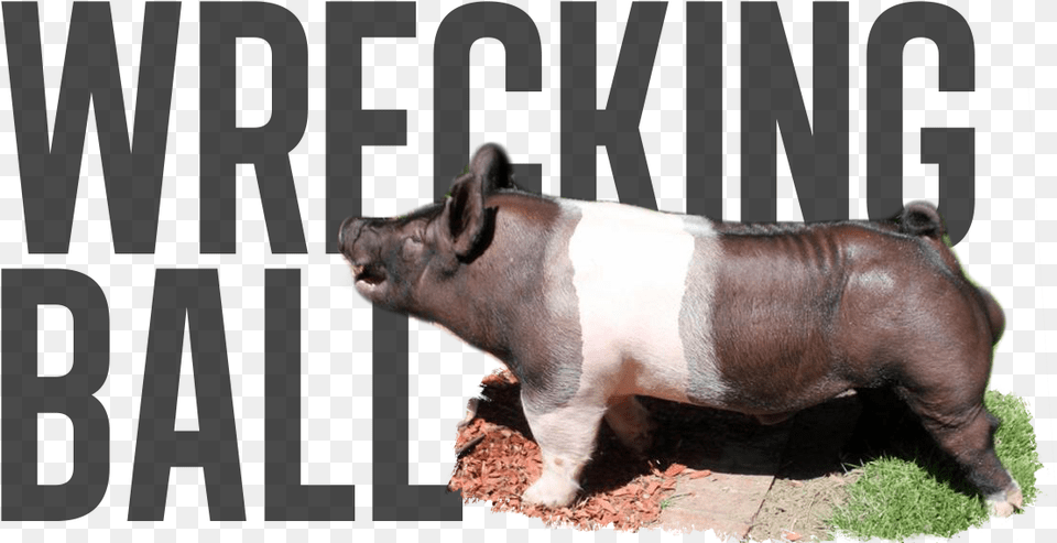Wrecking Ball Pre Order Overrun Last Call Suidae, Animal, Boar, Hog, Mammal Free Png Download