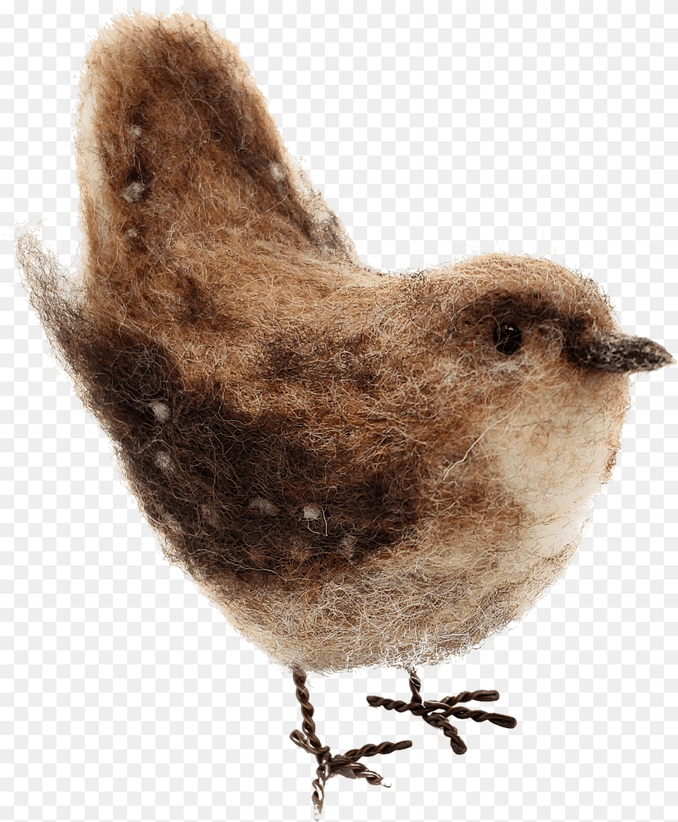 Wren, Animal, Bird, Finch, Chicken Png