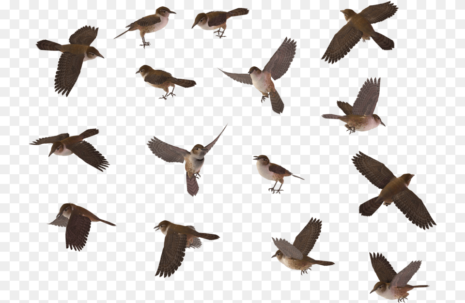 Wren Bird Top View, Accipiter, Animal, Flying, Kite Bird Free Png Download