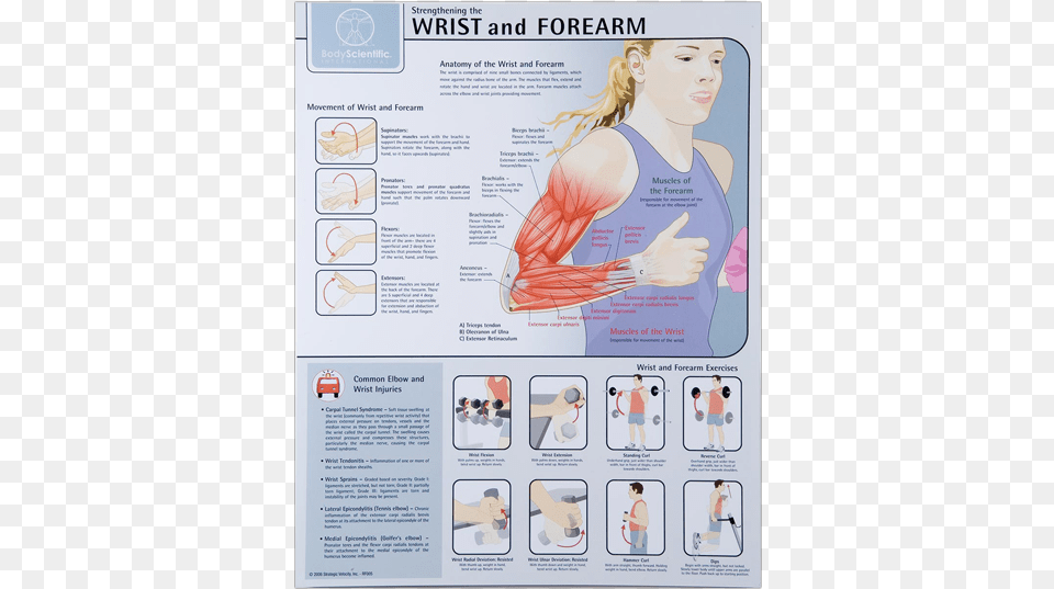 Wrist And Forearm Forearm Strengthening, Adult, Poster, Person, Woman Png