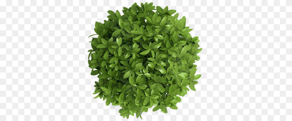 Write Away Plant Top View, Herbs, Leaf, Potted Plant, Herbal Free Png