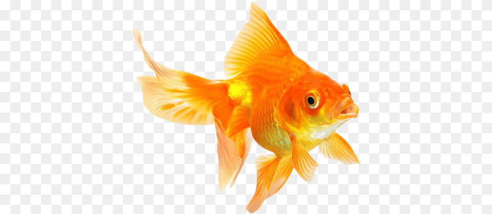 Write Goldfish Animal, Fish, Sea Life Free Png