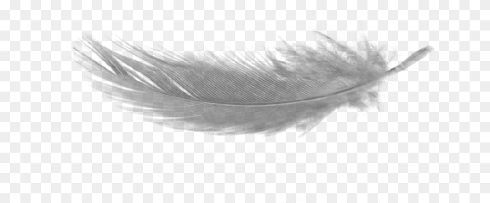 Writing Implement Transparent Background Feather, Adult, Bride, Female, Person Free Png Download