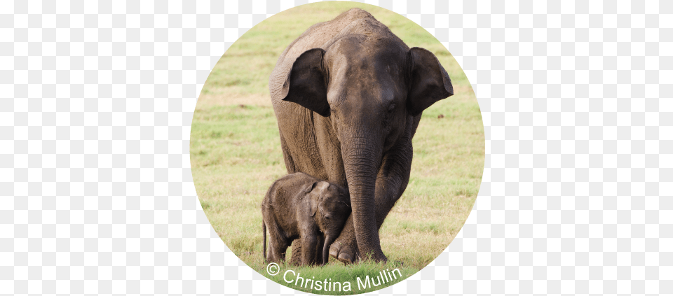 Wwf Hong Kong Asian Elephant, Animal, Mammal, Wildlife Png