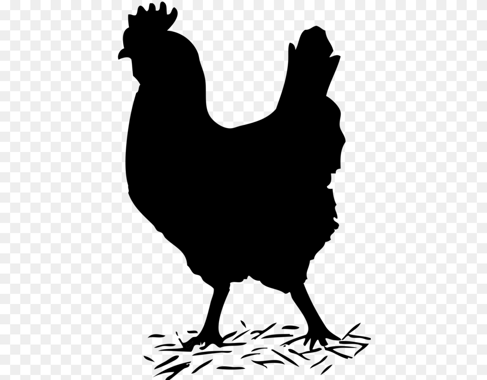 Wyandotte Chicken Rhode Island Red Rooster Galliformes Poultry, Gray Png Image