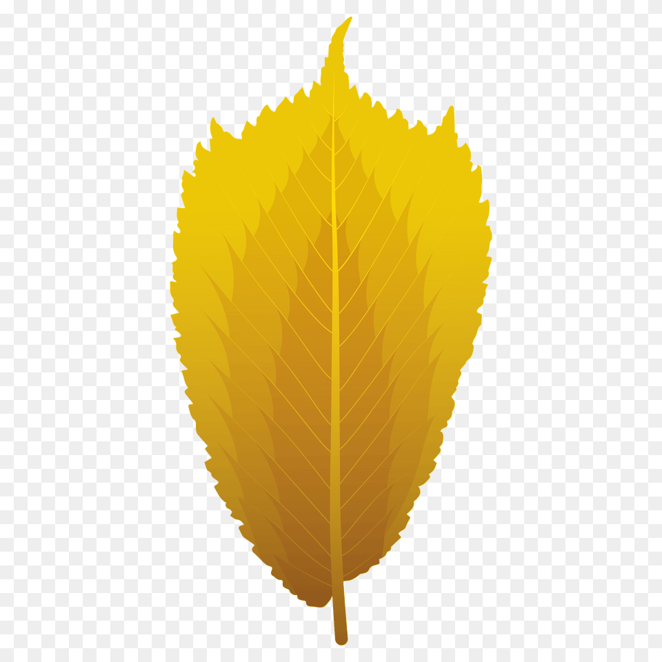 Wych Elm Autumn Leaf Clipart, Plant Png
