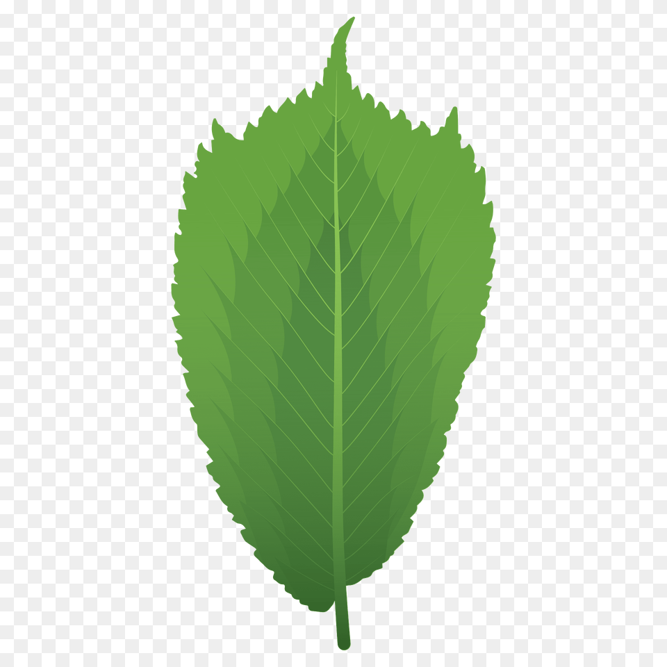 Wych Elm Spring Leaf Clipart, Plant, Green, Herbs, Mint Free Png Download